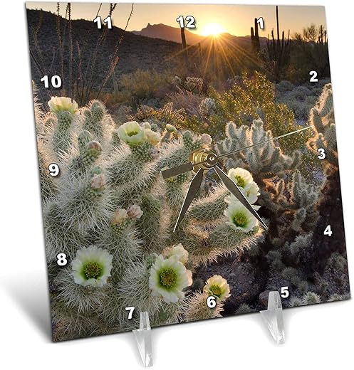 3dRose 6x6 Desk Clock - Arizona. Teddy Bear Cholla Cactus, Organ Pipe Cactus N.M. Cactus