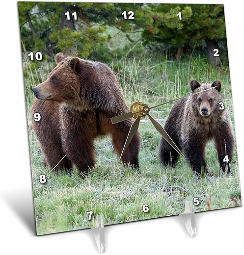 3dRose 6x6 Desk Clock - Grizzly Bear Sow with Cub Bears