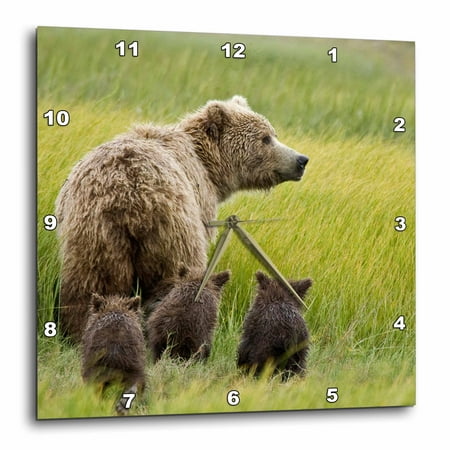 3dRose Alaska, Lake Clark NP, grizzly bear - US02 BJA0125 - Jaynes Gallery - Wall Clock, 10 by 10-inch