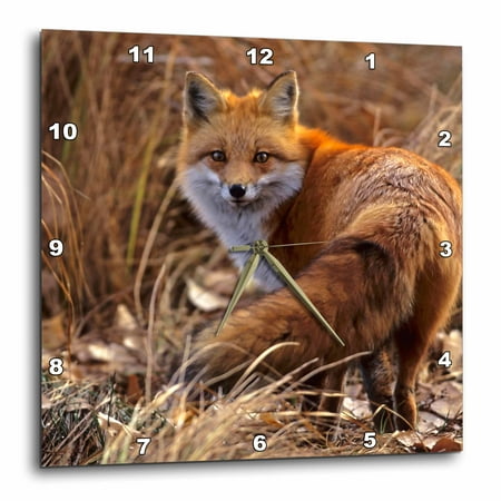 3dRose Colorado, Jefferson County. Red Fox - US06 BJA0261 - Jaynes Gallery - Wall Clock, 15 by 15-inch