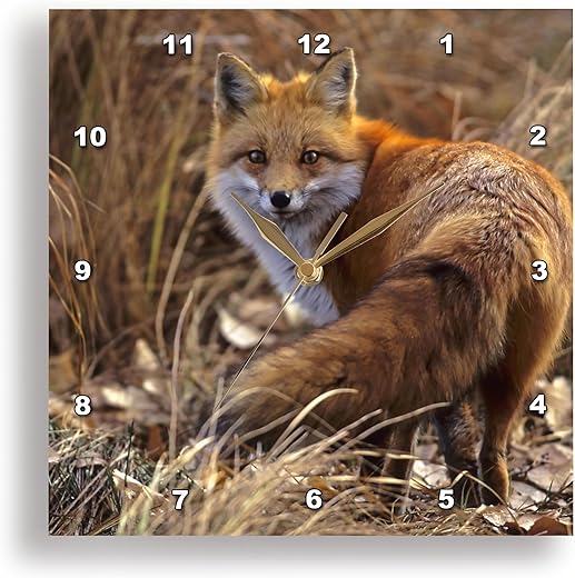 3dRose DPP_88875_3 Colorado, Jefferson County. Red Fox - US06 BJA0261 - Jaynes Gallery - Wall Clock, 15 by 15-Inch