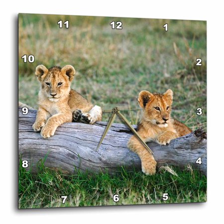 3dRose Lion cubs on log, Panthera leo, Masai Mara, Kenya-AF21 AJE0195 - Adam Jones - Wall Clock, 10 by 10-inch