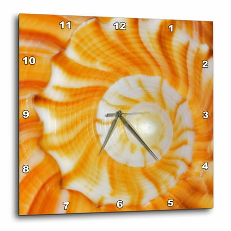 3dRose Natural spiral pattern in seashell, Florida - US10 AJE0186 - Adam Jones - Wall Clock, 13 by 13-inch