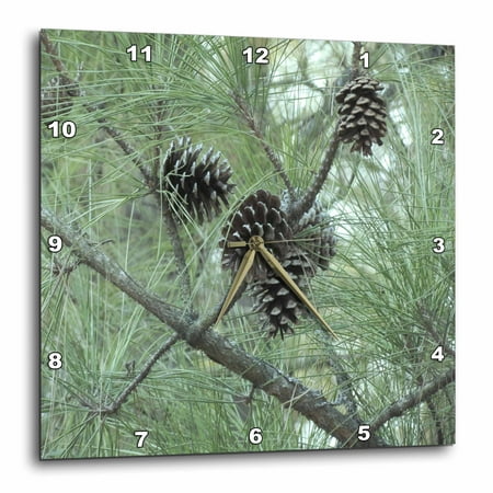 3dRose pine cones - Wall Clock, 10 by 10-inch