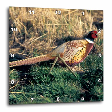 3dRose Ring-necked Pheasant, bird - NA02 PWA0010 - Patrick J. Wall - Wall Clock, 10 by 10-inch