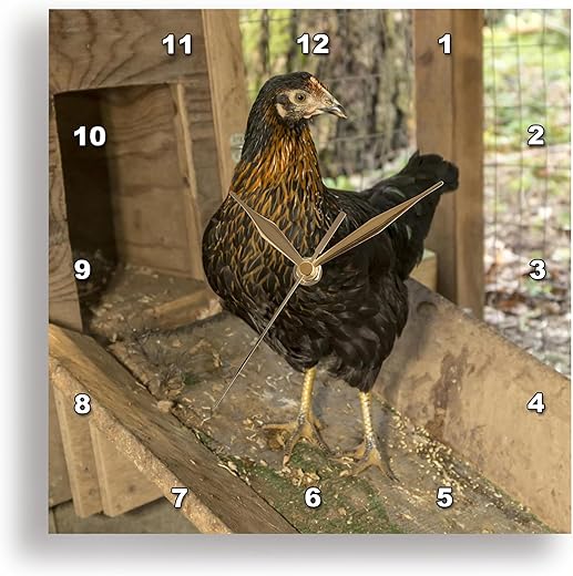 3dRose Wall Clock Silent - 15 inch - Black Star, or Mrs. Pepperpot Hen in a Custom-Made Chicken coop. - Animals