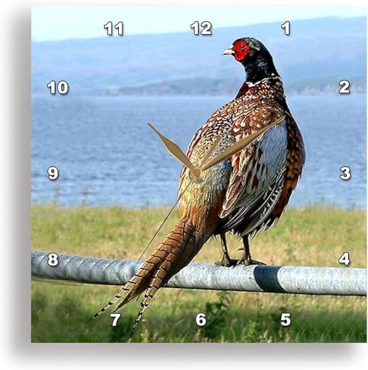 3dRose Wall Clock Silent - 15 inch - Pheasant - Birds