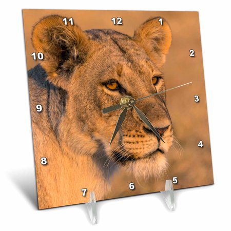 Botswana. Savuti. Female lion portrait. 6x6 Desk Clock dc-256847-1