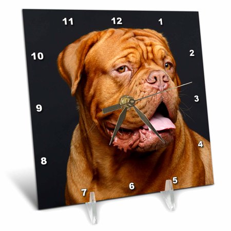 Lovely Portrait of Dogue de Bordeaux Animal Photography 6x6 Desk Clock dc-293599-1